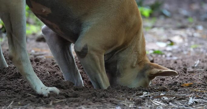 Dog digging in the ground, Dog enjoying digging, Dog and nature