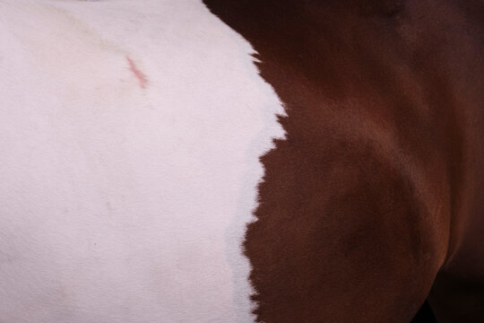 Closeup beautiful horse