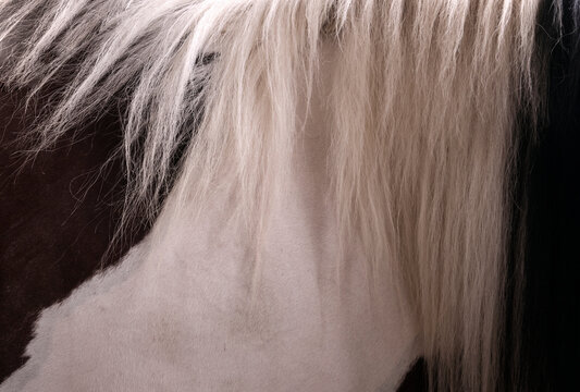 Closeup beautiful horse