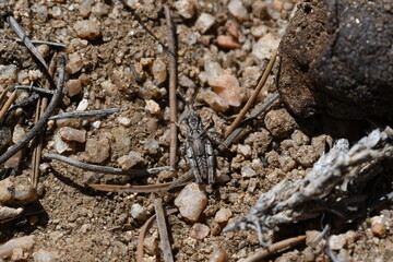 Grasshopper in the dirt