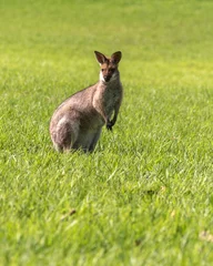 Wandcirkels plexiglas Wild wallaby, kangaroo seen in Queensland, Australia.  © Scalia Media