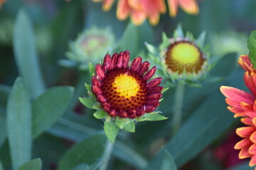 Aufgehende Blütenknospe einer Kokardenblume (Gaillardia)