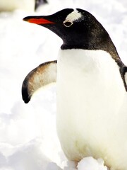 ペンギンの雪中散歩の