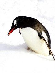 Fototapeta premium ペンギンの雪中散歩の