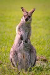 Wild wallaby, kangaroo seen in the outdoors. Taken in Bunya Mountains, Queensland, Australia. 