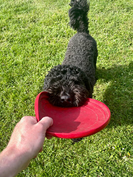 POV Dog Playing With Frisbee