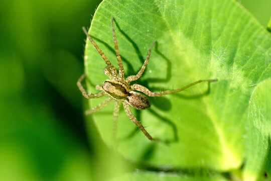 Wolf spider on a leaf in Cotacachi, Ecuador