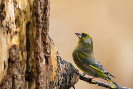 Male European Greenfinch In Profile  