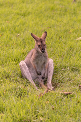 Fototapeta premium Wild wallaby sitting on green grass at the Bunya Mountains, Queensland, Australia. 