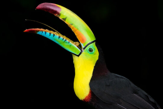 Keel-billed Toucan (ramphastos sulfuratus)