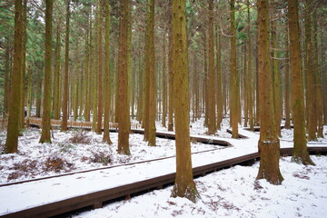 Naklejka premium snowy pathway through cedar forest