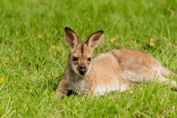 Wild wallaby laying in grass. Seen in Queensland, Australia. 