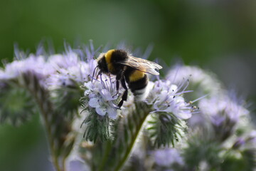 Rainfarn-Phazelie (Phacelia tanacetifolia) mit Hummel