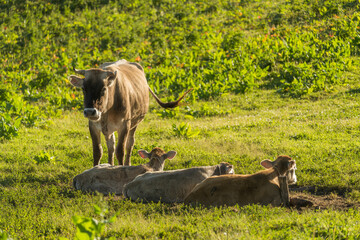 mother cow and her babies