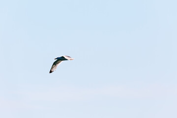 Seagull in fly on empty blue sky