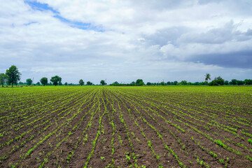 Fototapeta na wymiar Green agriculture field with cloudy sky background.