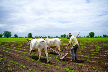 Indian farmer working green pigeon peas field with bullock.