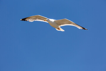 Seagull in fly on empty blue sky
