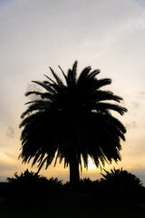 Silhouette of a palm tree at sunset with sun shining bright. Dark, tropical background theme.