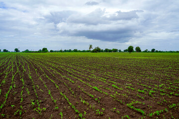 Green agriculture field with cloudy sky background.