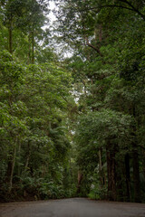 Nature views in Springbrook National Park during autumn season. 