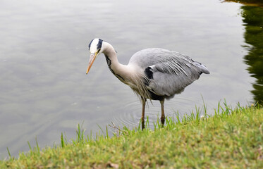 鳥類　アオサギ