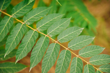 Narrow and long green leaves. Natural background and texture. Environment, ecology. Garden. Beauty is in nature.