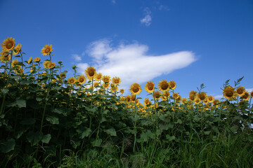 夏空に背高の黄色く綺麗なヒマワリが立ち並ぶ