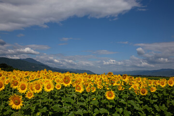 Obraz premium ヒマワリが辺り一面に咲いて、夏の景色に花を添える