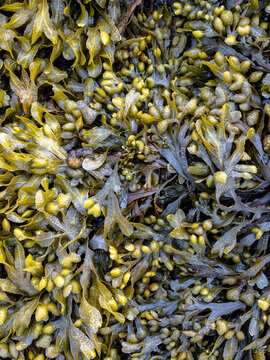 Bladderwrack seaweed