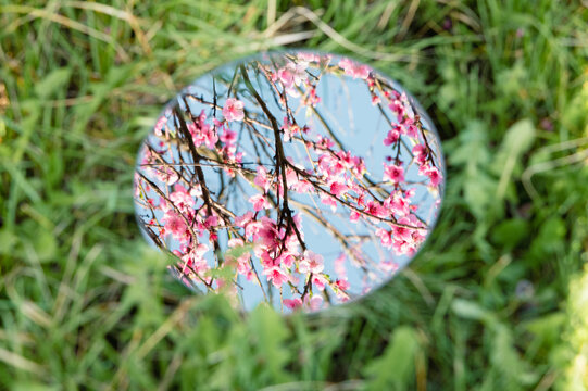 Mirror on grass reflecting sky and blossoming Spring peach branches