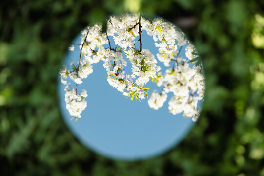 Mirror on grass reflecting sky and blossoming Spring cherry branches