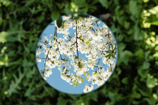 Mirror on grass reflecting sky and blossoming Spring cherry branches