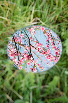 Mirror on grass reflecting sky and blossoming Spring peach branches