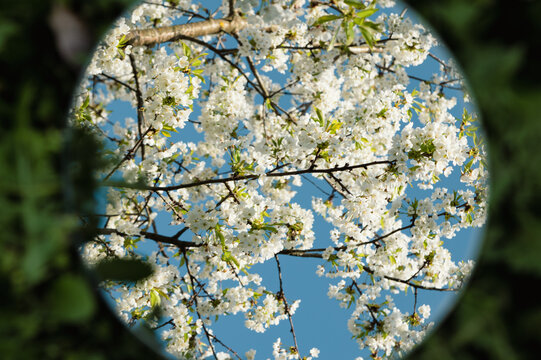 Mirror on grass reflecting sky and blossoming Spring cherry branches