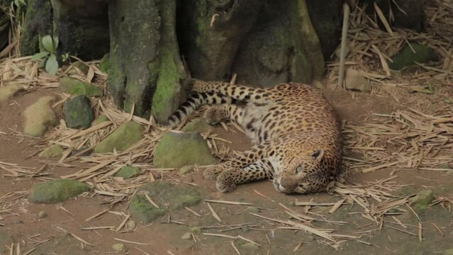 Endangered Macan Tutul Jawa Javan Leopard Panthera Carnivora in Java Indonesia