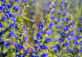 Veronica blue field during flowering and pollination by bees in summer. Close-up.