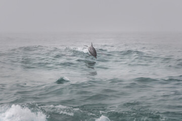 Fototapeta premium Dolphin at sunrise, Sydney Australia