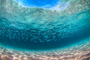 Obraz na płótnie Canvas Underwater paradise, Jervis Bay, Australia