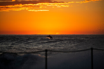 Dolphin at sunrise, Sydney Australia