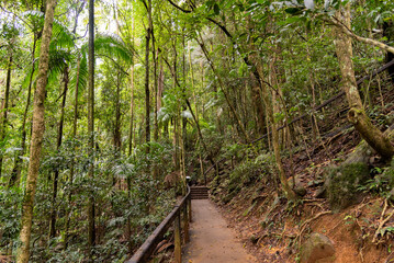 Obraz premium Nature views in Springbrook National Park during autumn season. 