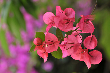 Obraz premium Beautiful bougainvillea flowers