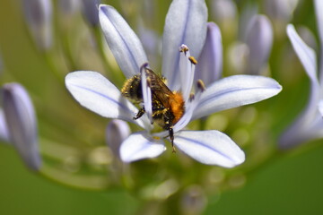 Blühende Schmucklilie (Agapanthus) mit Hummel