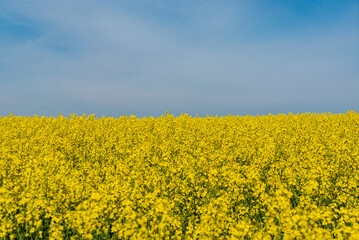Fototapeta premium Field of yellow rapeseed plants.