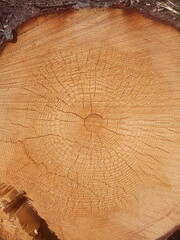 Freshly cut tree with annual rings. Close-up of round logs. The texture of a fresh sawn wood
