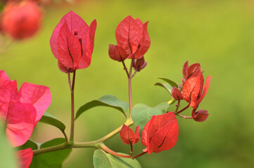 Fototapeta premium Beautiful bougainvillea flowers