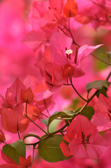 Beautiful bougainvillea flowers
