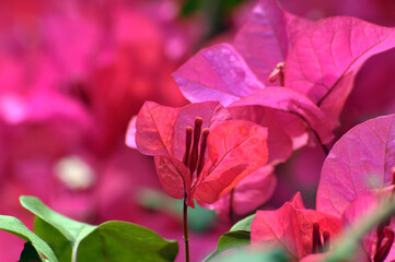 Beautiful bougainvillea flowers