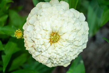 white zinnia flower in the garden