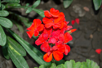 red geranium flower in the garden